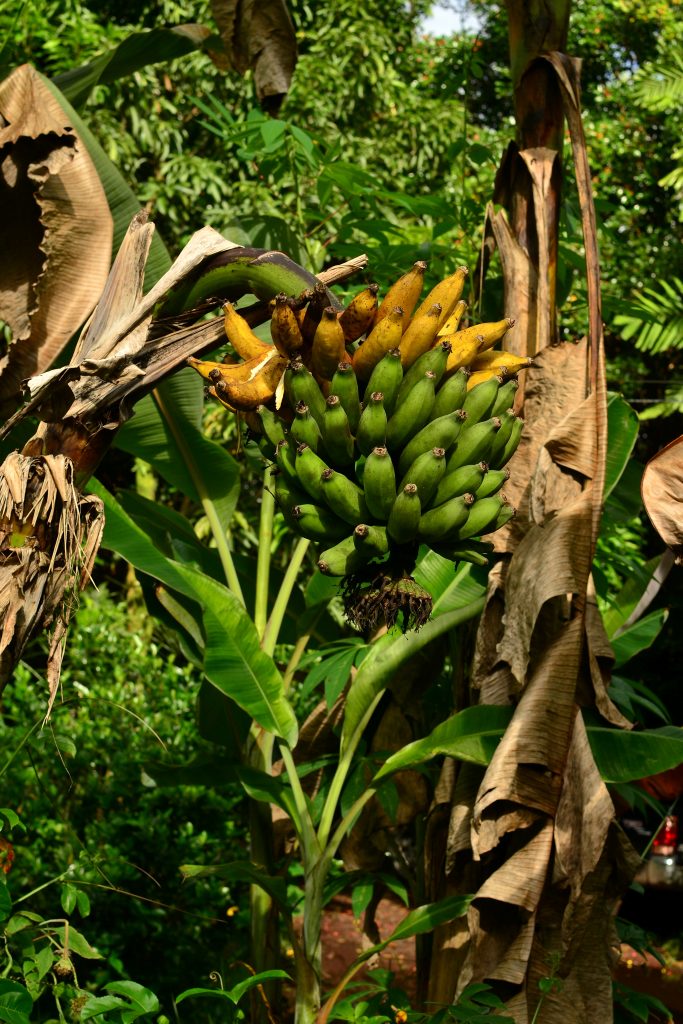 Banana (Musa Spp.) - Tropical Self Sufficiency