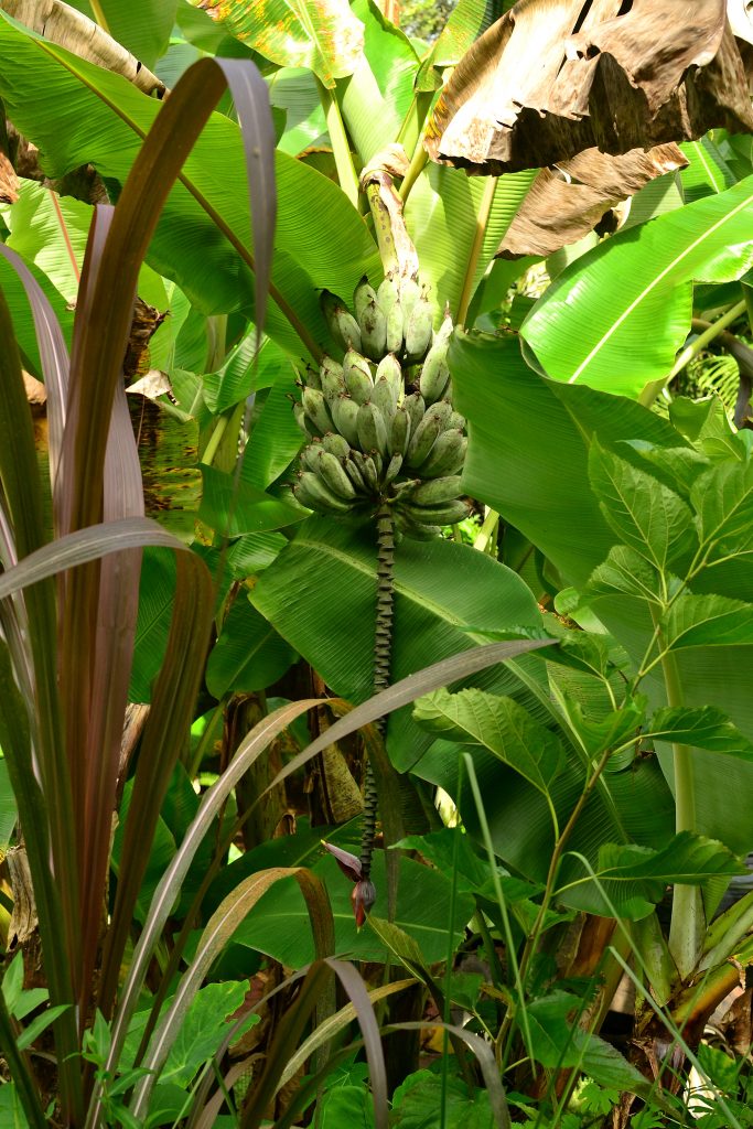 Banana (Musa Spp.) - Tropical Self Sufficiency