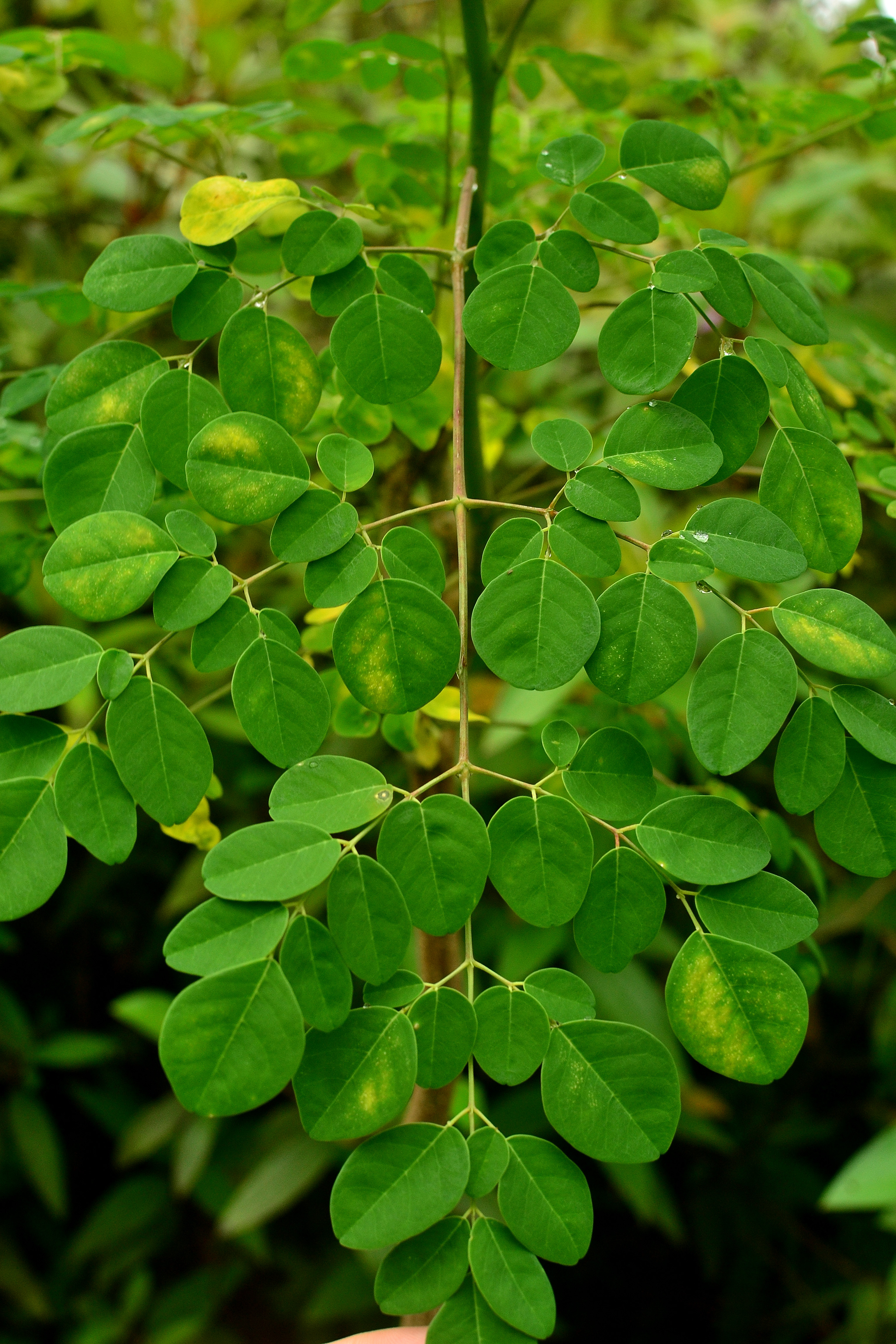 Moringa (Moringa oleifera) - Tropical Self Sufficiency