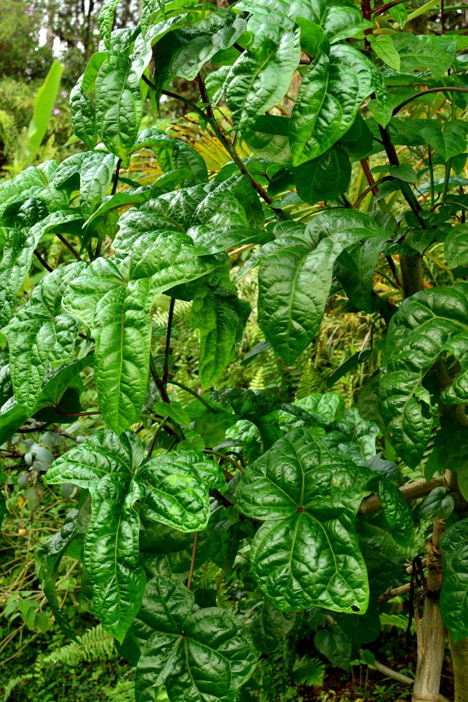 Edible Hibiscus Abelmoschus Manihot Tropical Self Sufficiency