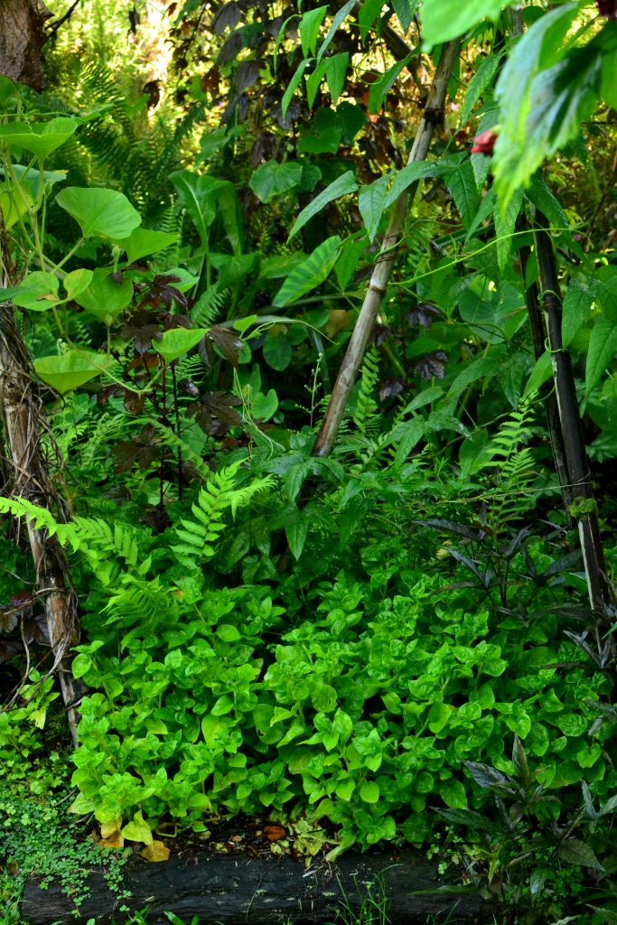 Sissoo Spinach (Alternanthera Sissoo) - Tropical Self Sufficiency