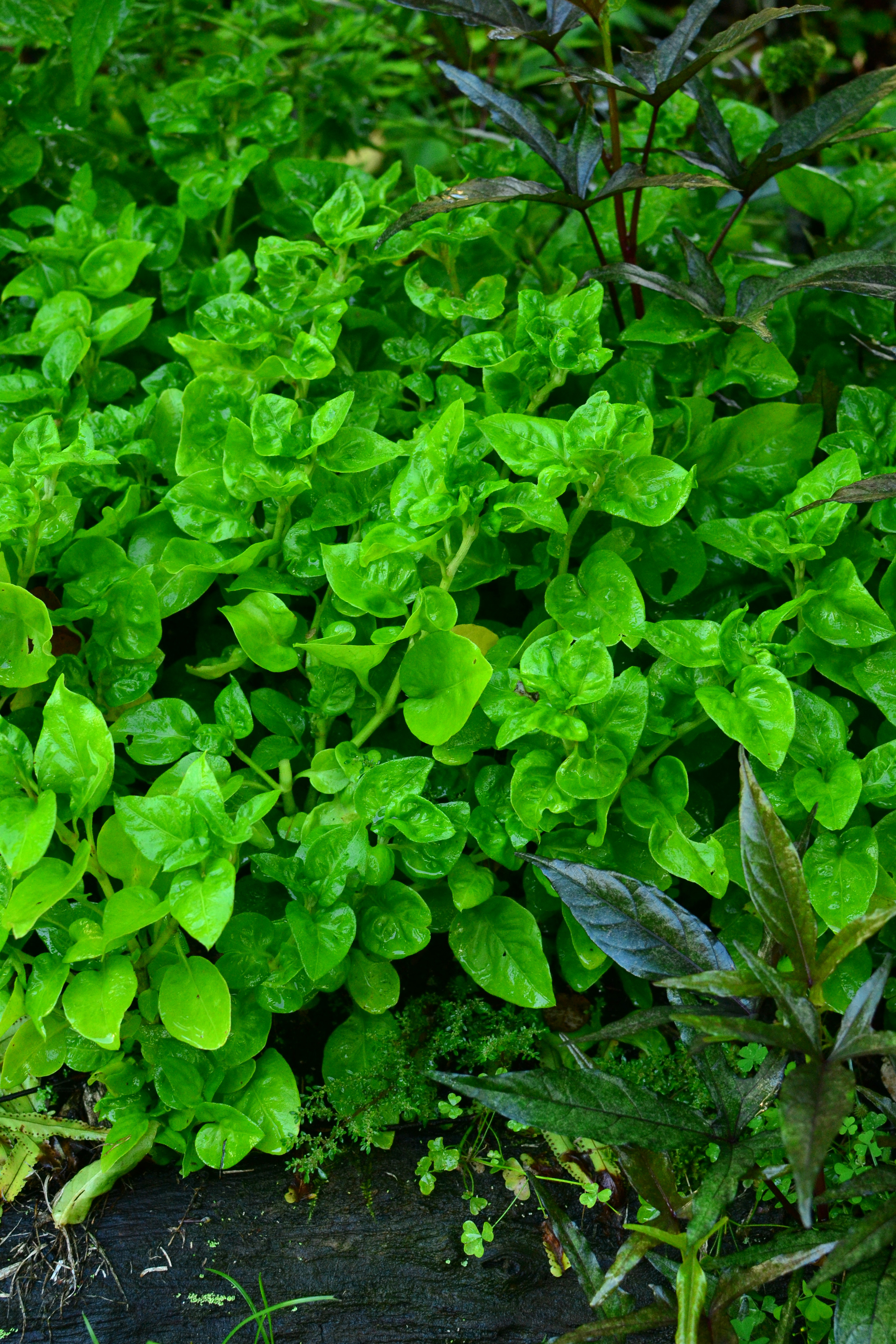 Brazilian spinach store