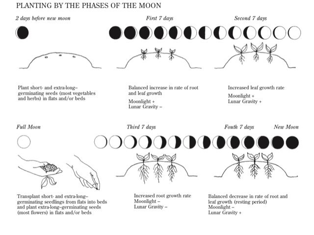 Moon Phase Chart