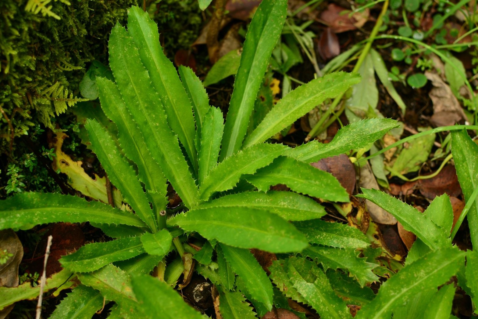 Culantro (Eryngium foetidum) Tropical Self Sufficiency
