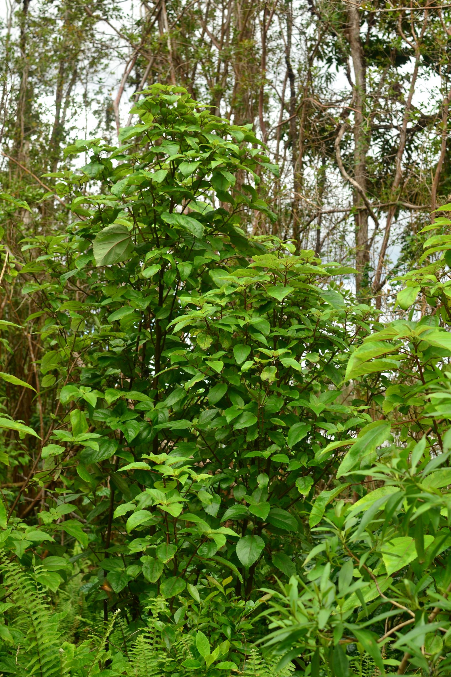 Mamaki (Pipturus albidus) Tropical Self Sufficiency