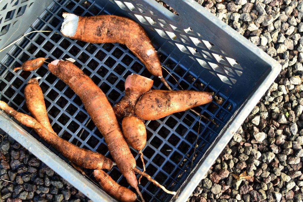 Cassava Processing - Pressure Cooking - Tropical Self Sufficiency