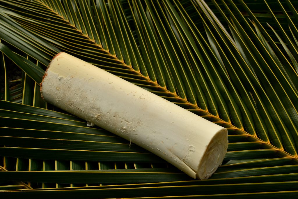 Heart of Palm (Cocos nucifera) - Tropical Self Sufficiency