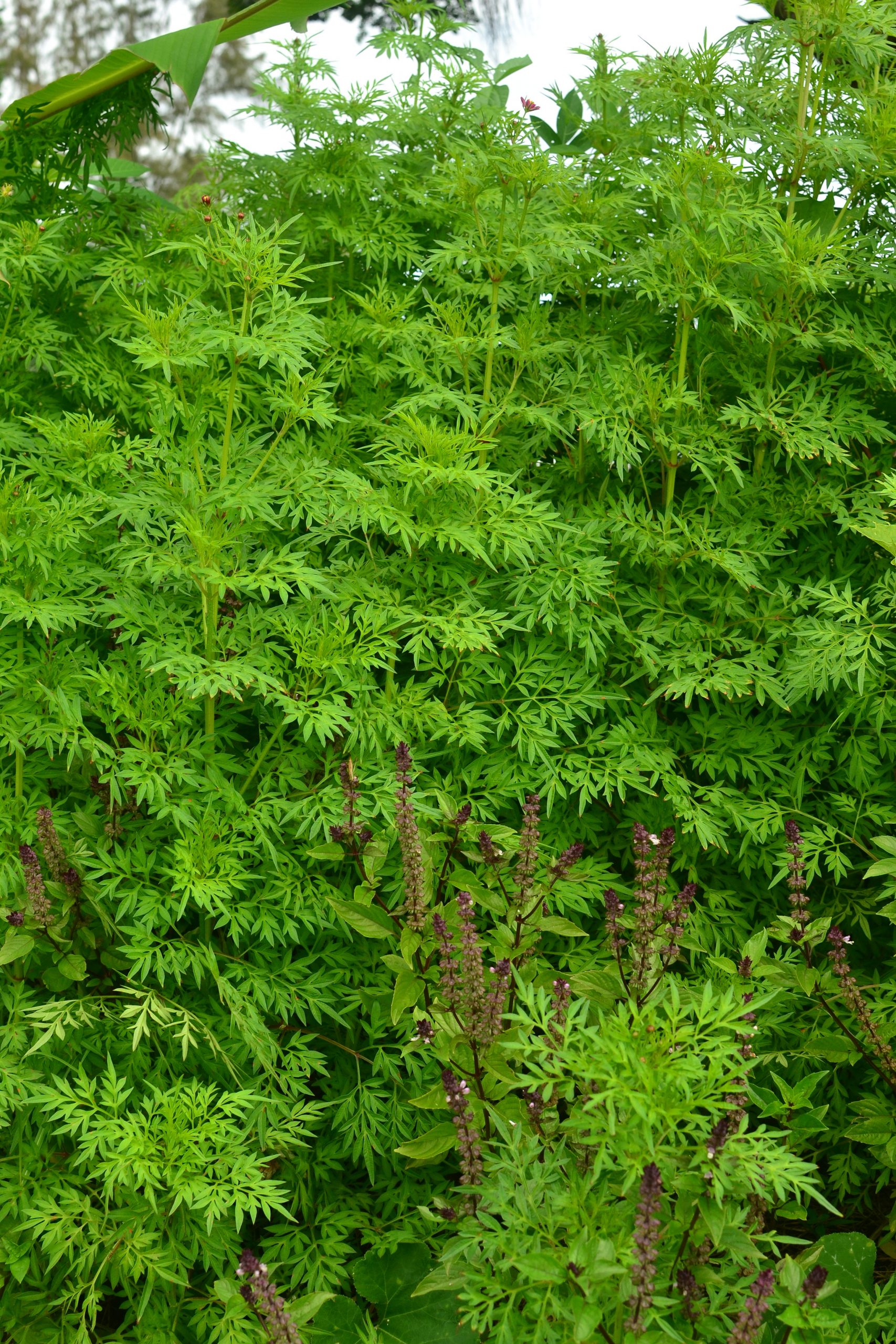 Cosmos (Cosmos caudatus) Tropical Self Sufficiency