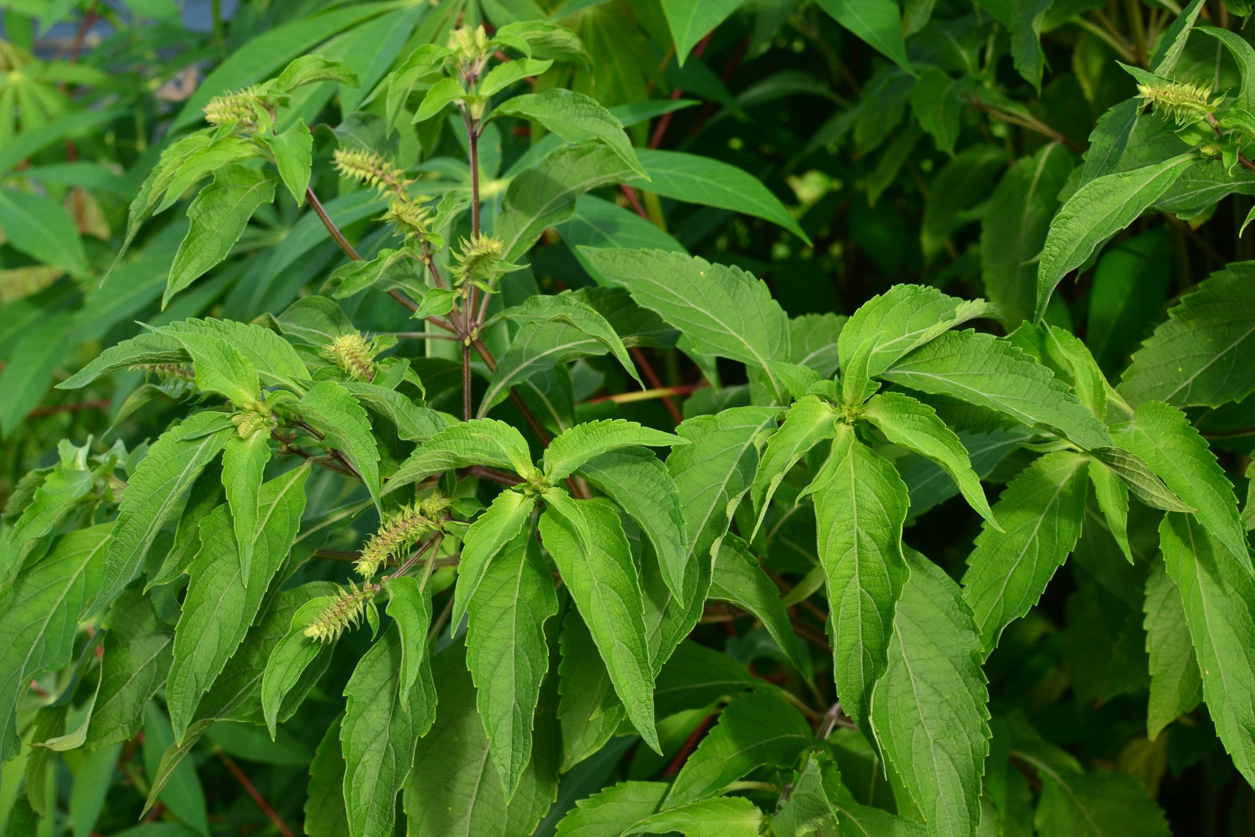 Clove Basil. Ocimum gratissimum Leaves and Flowers