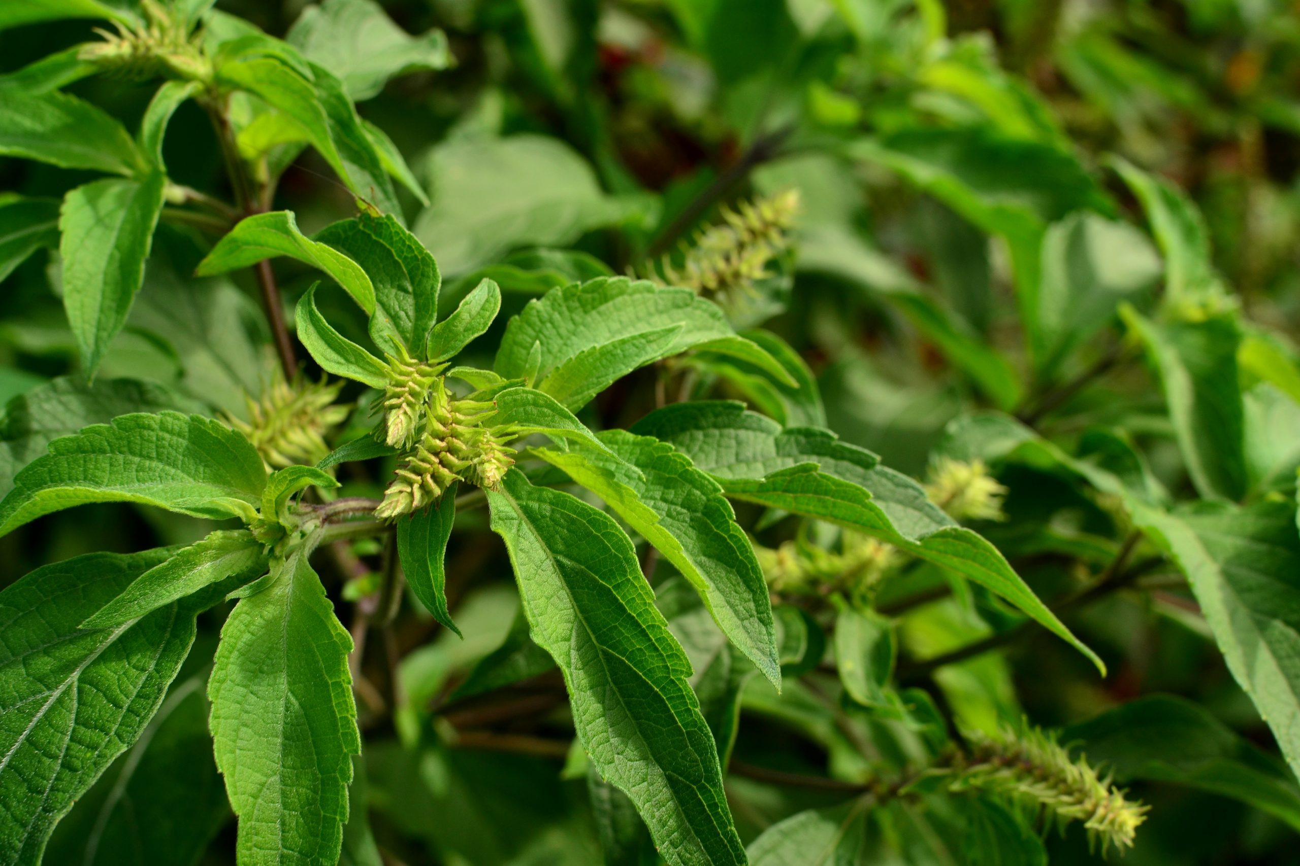 Clove Basil. Ocimum gratissimum Leaves and flowers 2