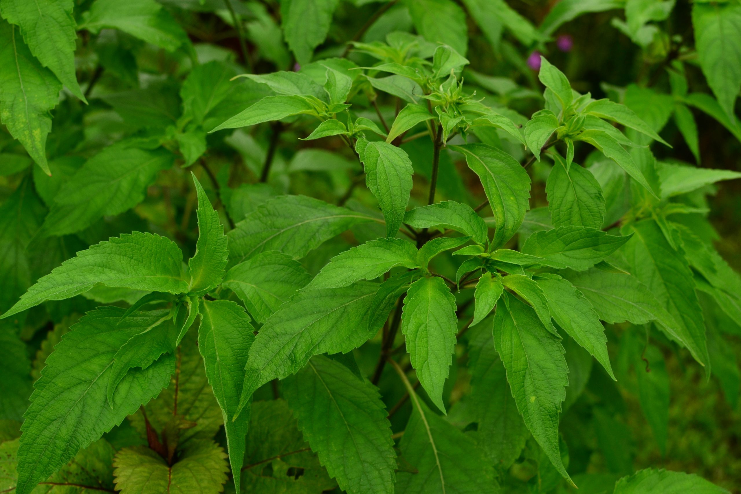 Clove Basil (Ocimum gratissimum) Tropical Self Sufficiency