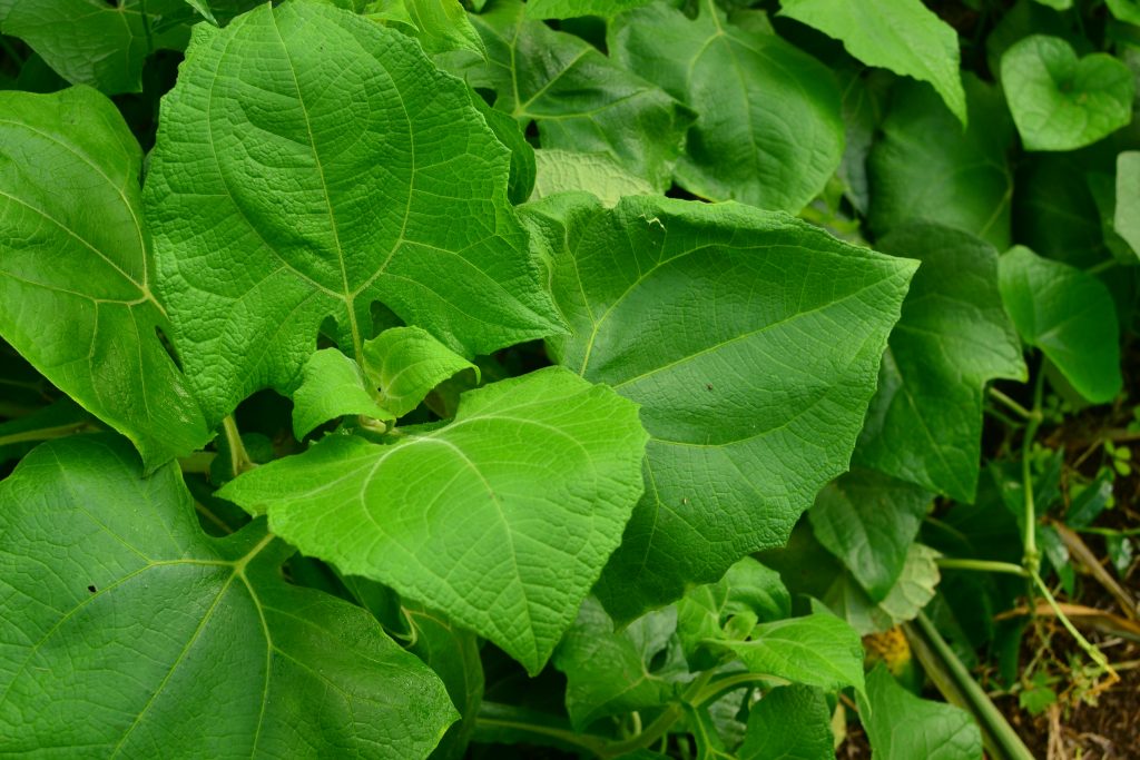 Garden Adventures: Yacon (Smallanthus sonchifolius)