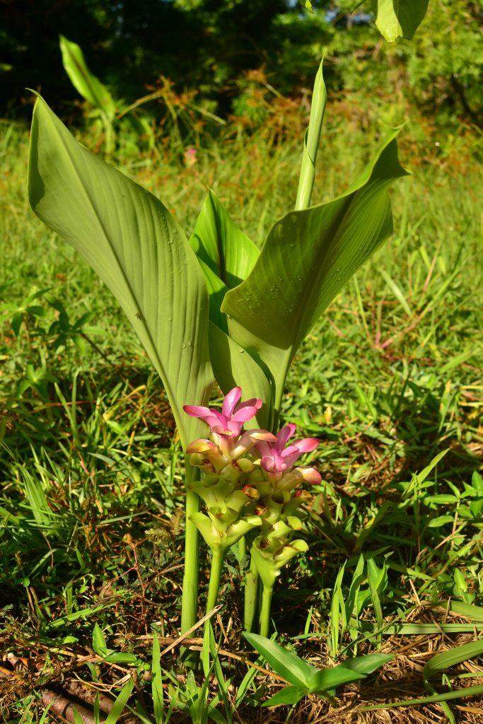 Plante biologique de curcuma noir, Curcuma caesia – Let's Grow Florida