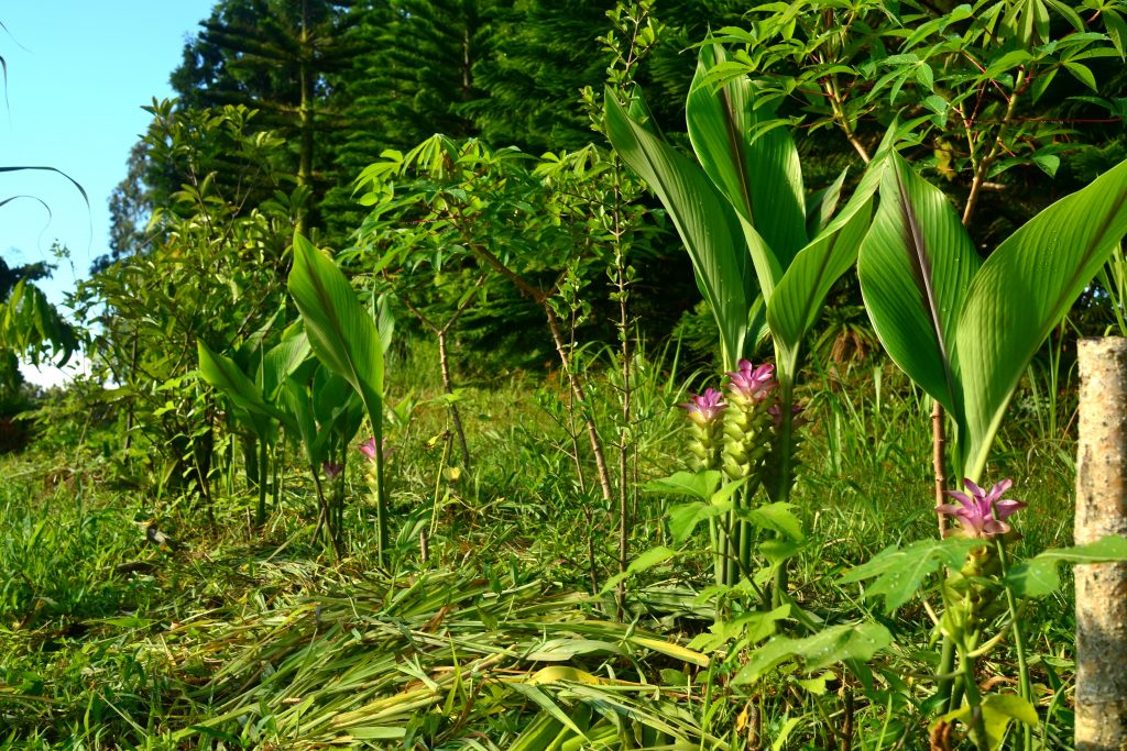 Plante biologique de curcuma noir, Curcuma caesia – Let's Grow Florida