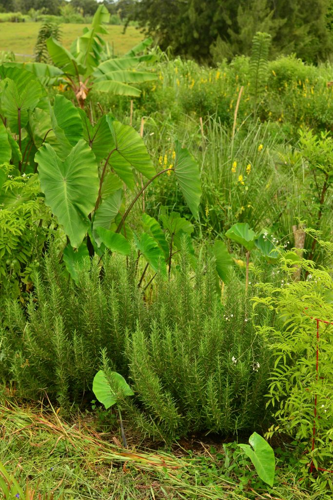 Salvia rosmarinus 'Green Ginger' (Rosemary 'Green Ginger') Herb