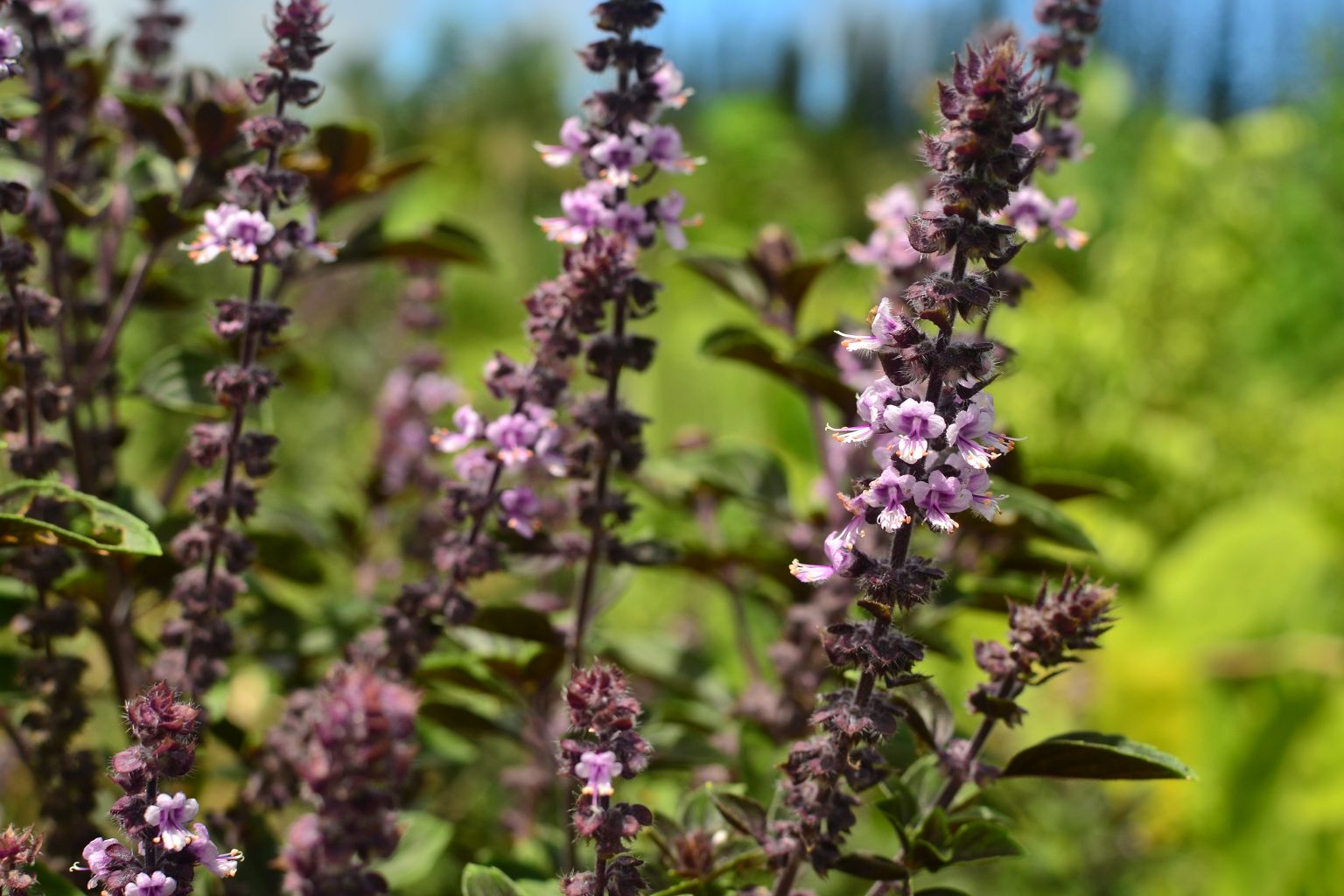 African Blue Basil (Ocimum kilimandscharicum x basilicum ‘Dark Opal ...