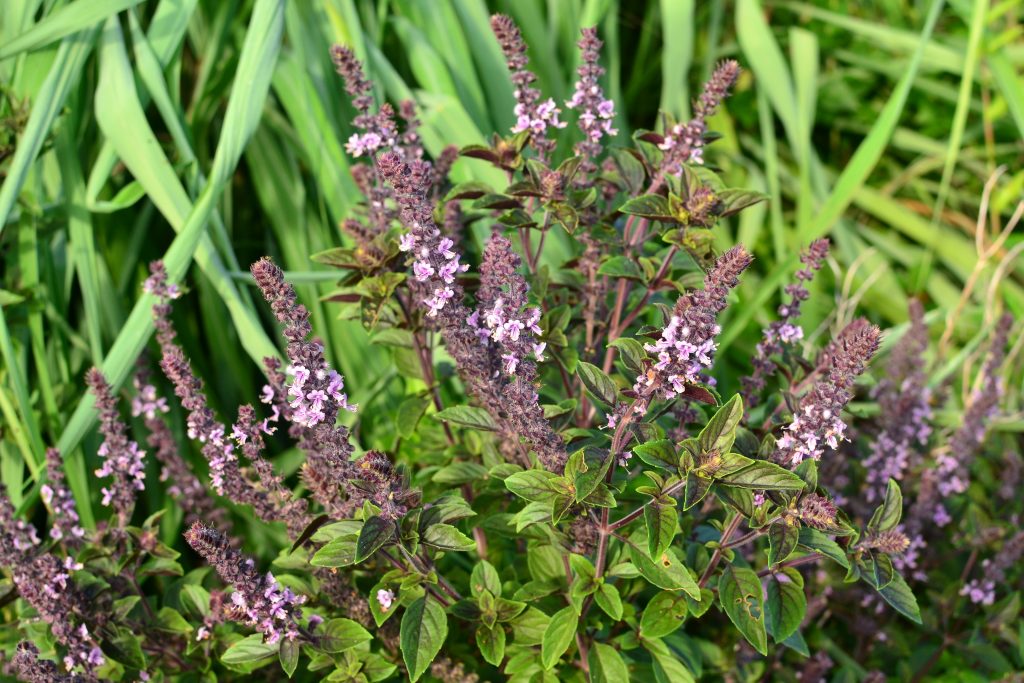 Basilic perpétuel du kenya - Ocimum kilimandscharicum - Bio - La Serre Ô  Délices :)