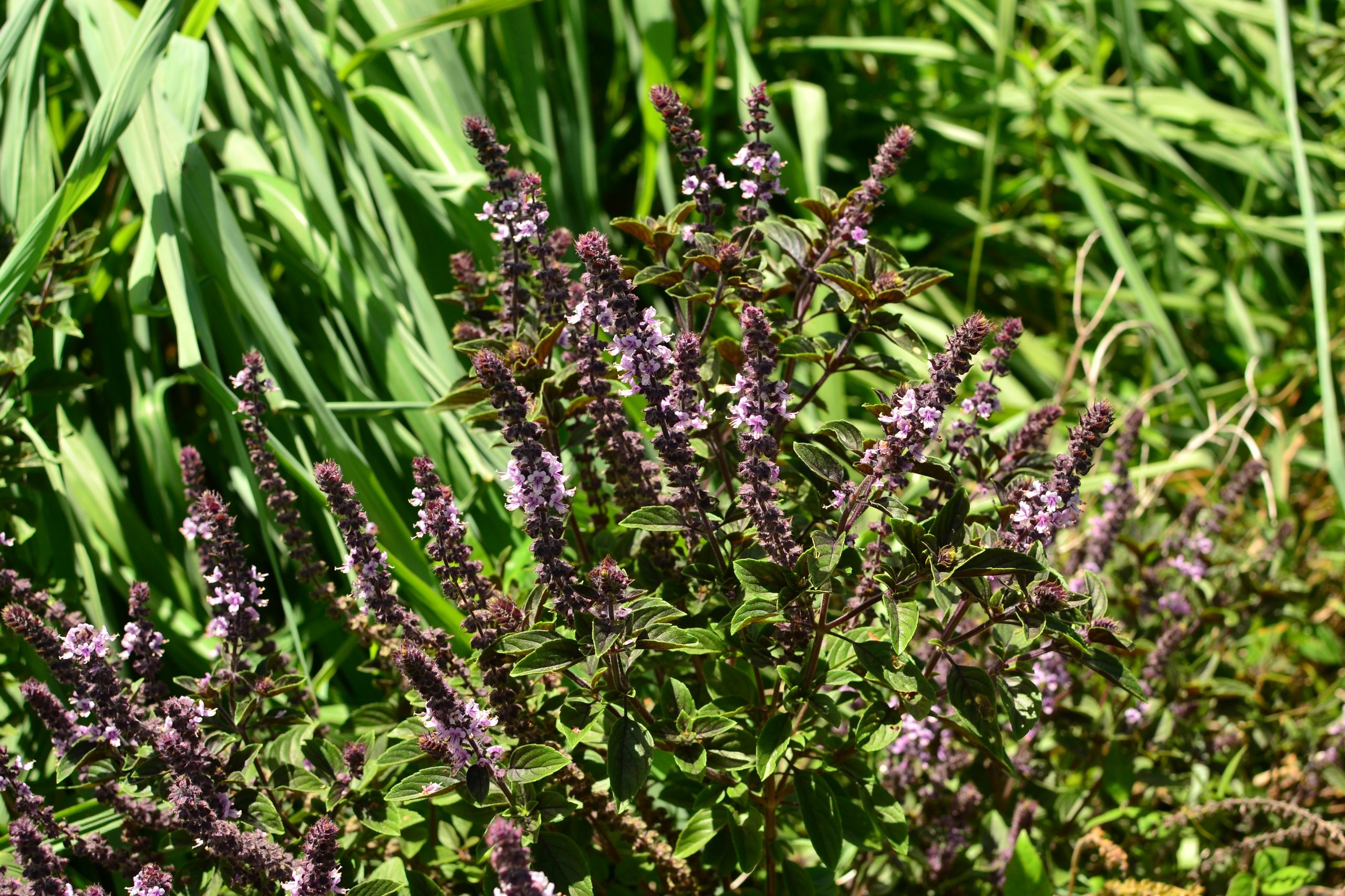 African Blue Basil Ocimum kilimandscharicum x basilicum Dark