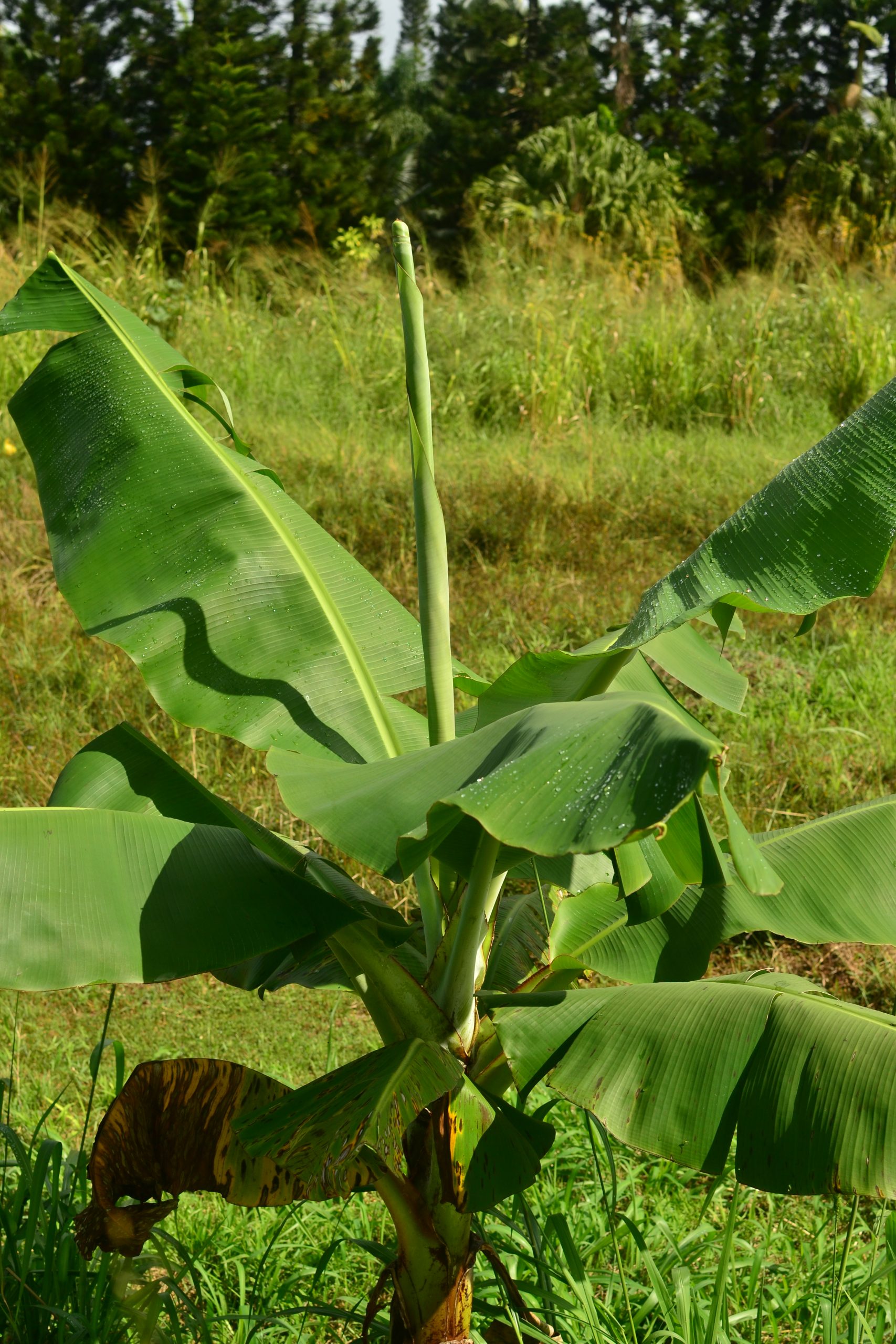 banana plant problems pictures