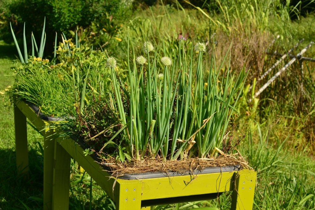 Garden Adventures: Yacon (Smallanthus sonchifolius)